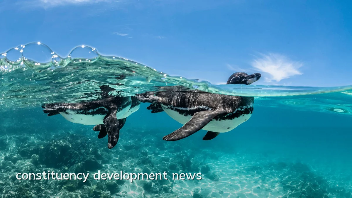 constituency development news