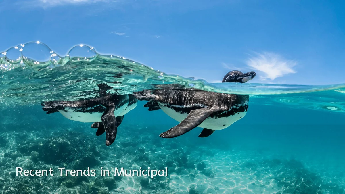 Recent Trends in Municipal